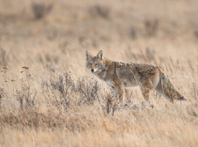 Coyote in Banff Canada